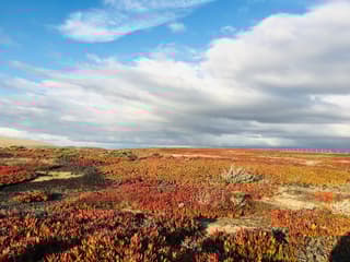 Monterey Bay area with marine life and scenic coastal views