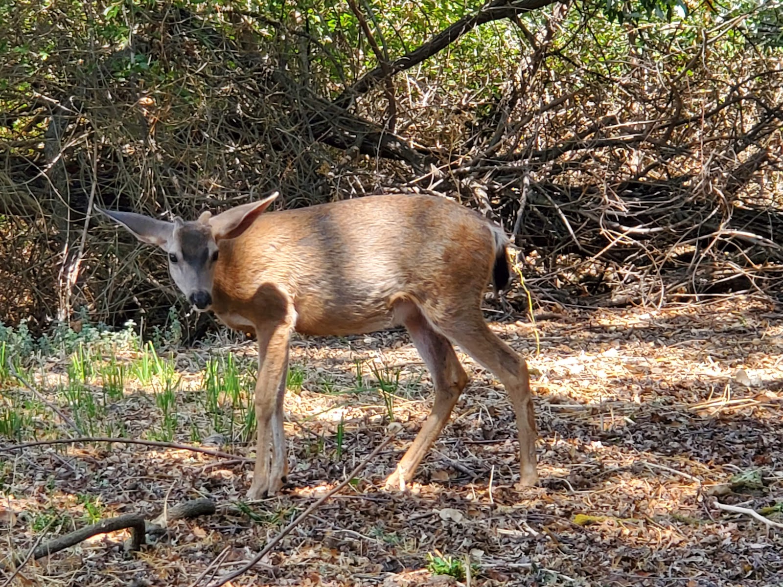 San Benito RV and Camping Resort's expansive full-hookup sites