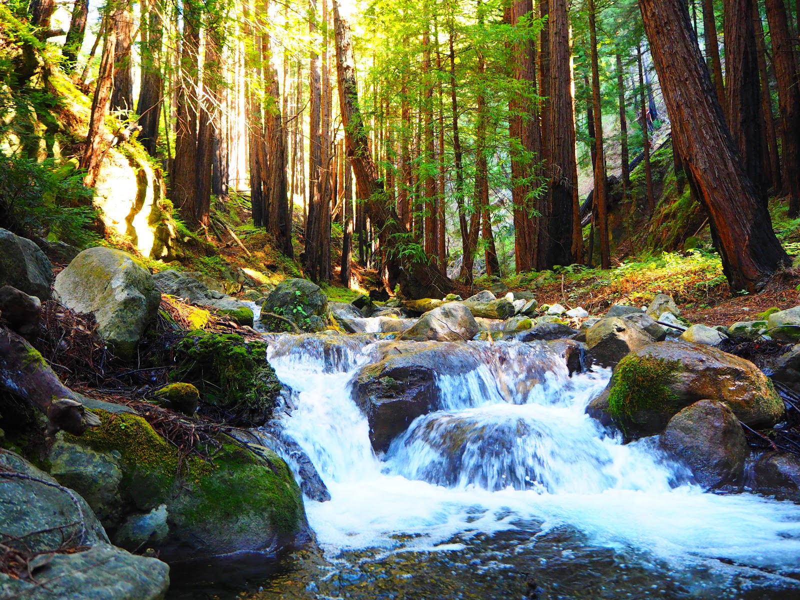 Limekiln State Park's unique waterfall flowing onto scenic coastal beach