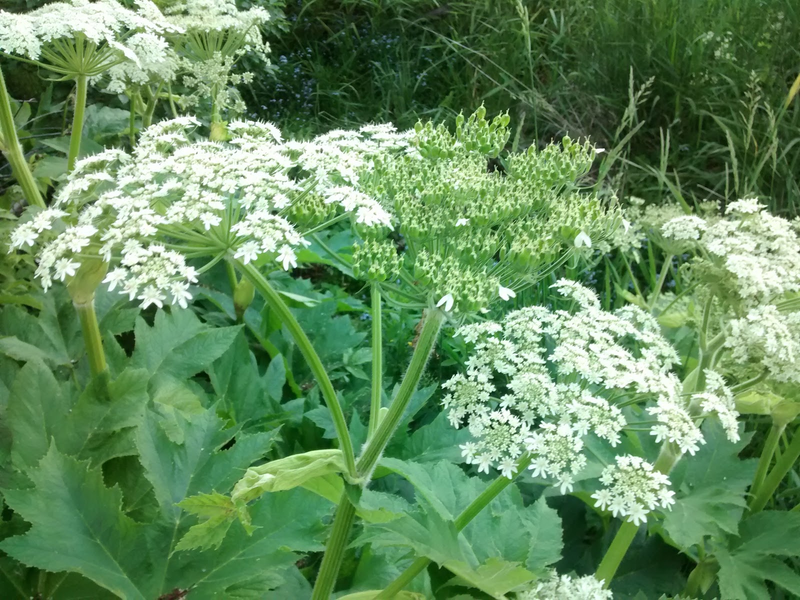 Gateway To The North RV Park pull-through sites