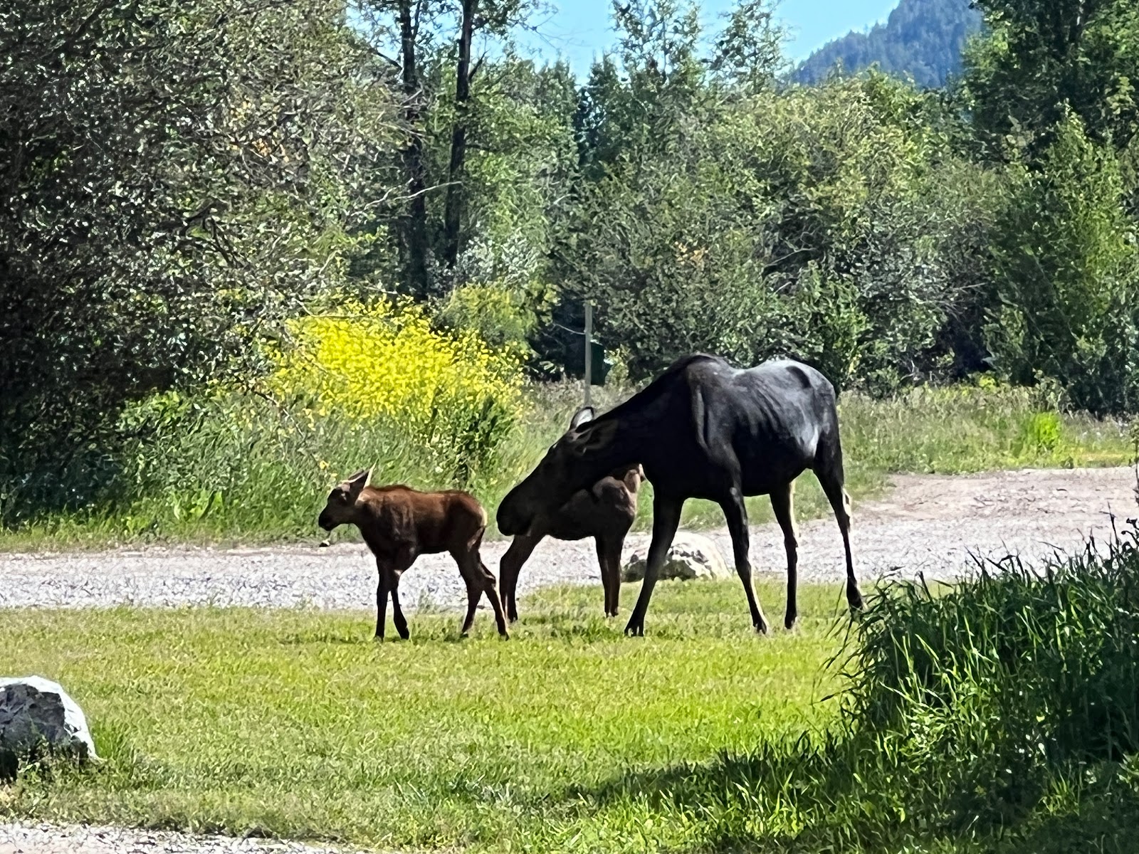 Jackson Hole Campground pull-through RV sites