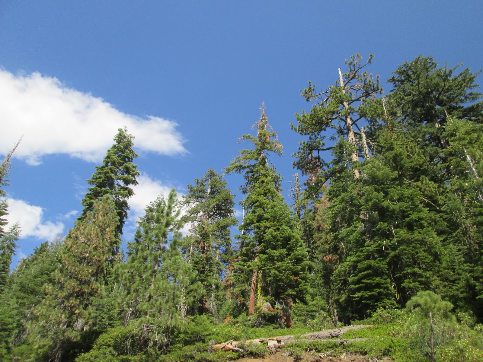 Terrain de camping primitif Porcupine Flat