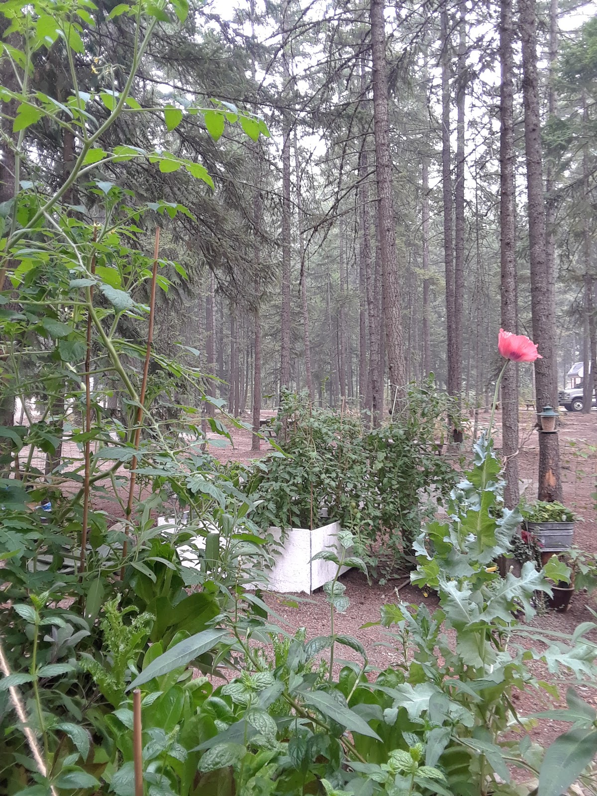 Waterfront camping in downtown Nakusp