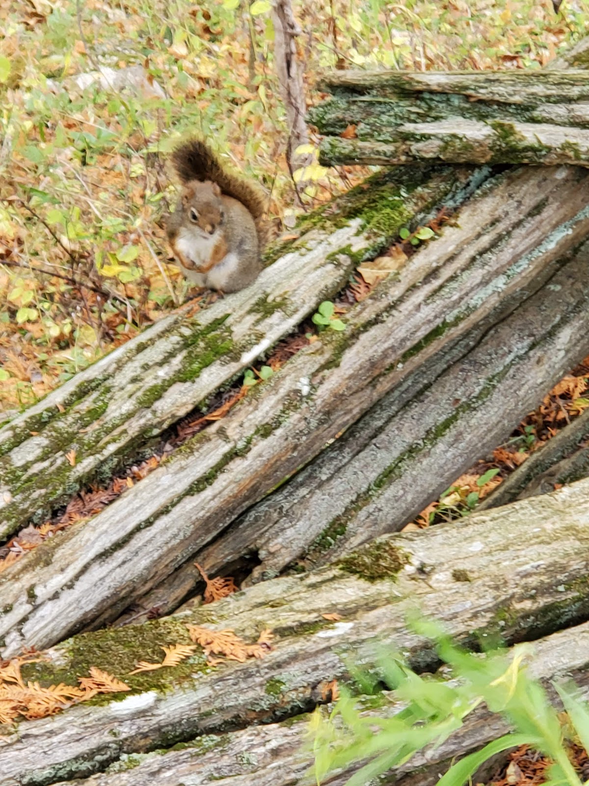 Terrain de camping Black Rock Resort