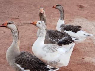 Lakeside Casino RV Park