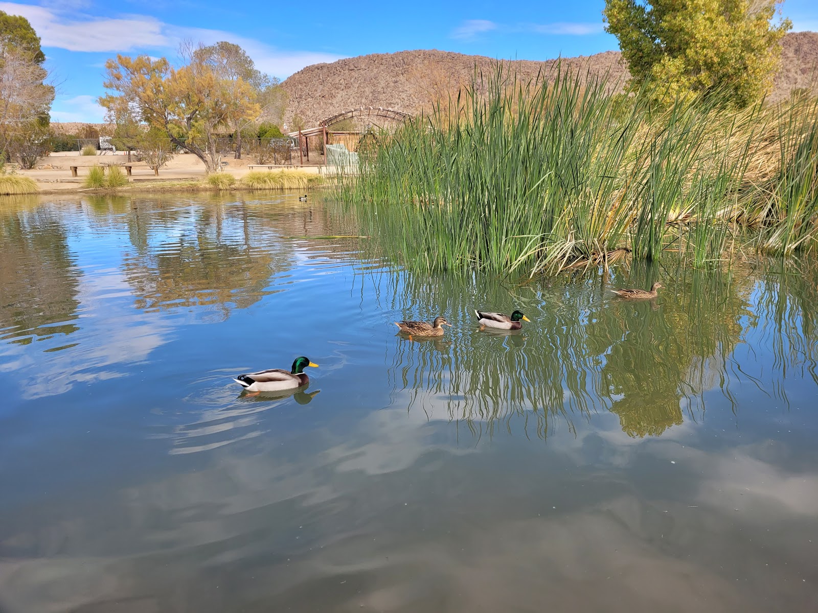 Joshua Tree Lake RV sites
