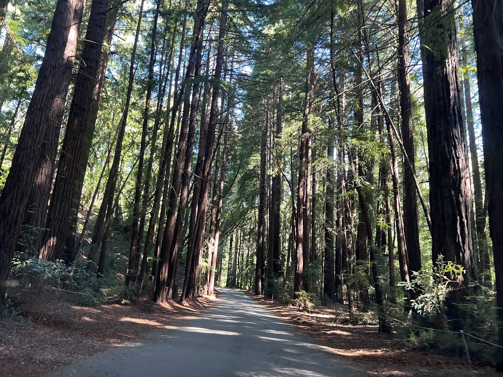 Pfeiffer Big Sur State Park's scenic redwood forest camping areas
