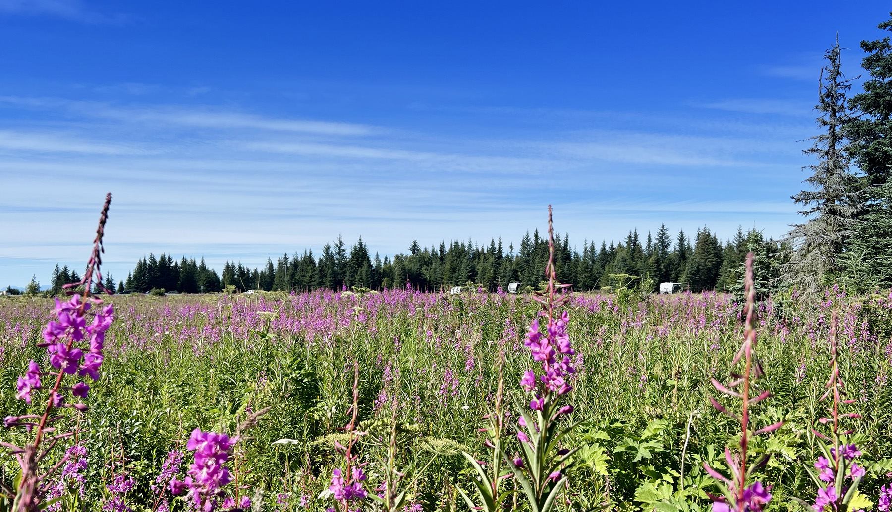 Blue Spruce Campground near Ninilchik