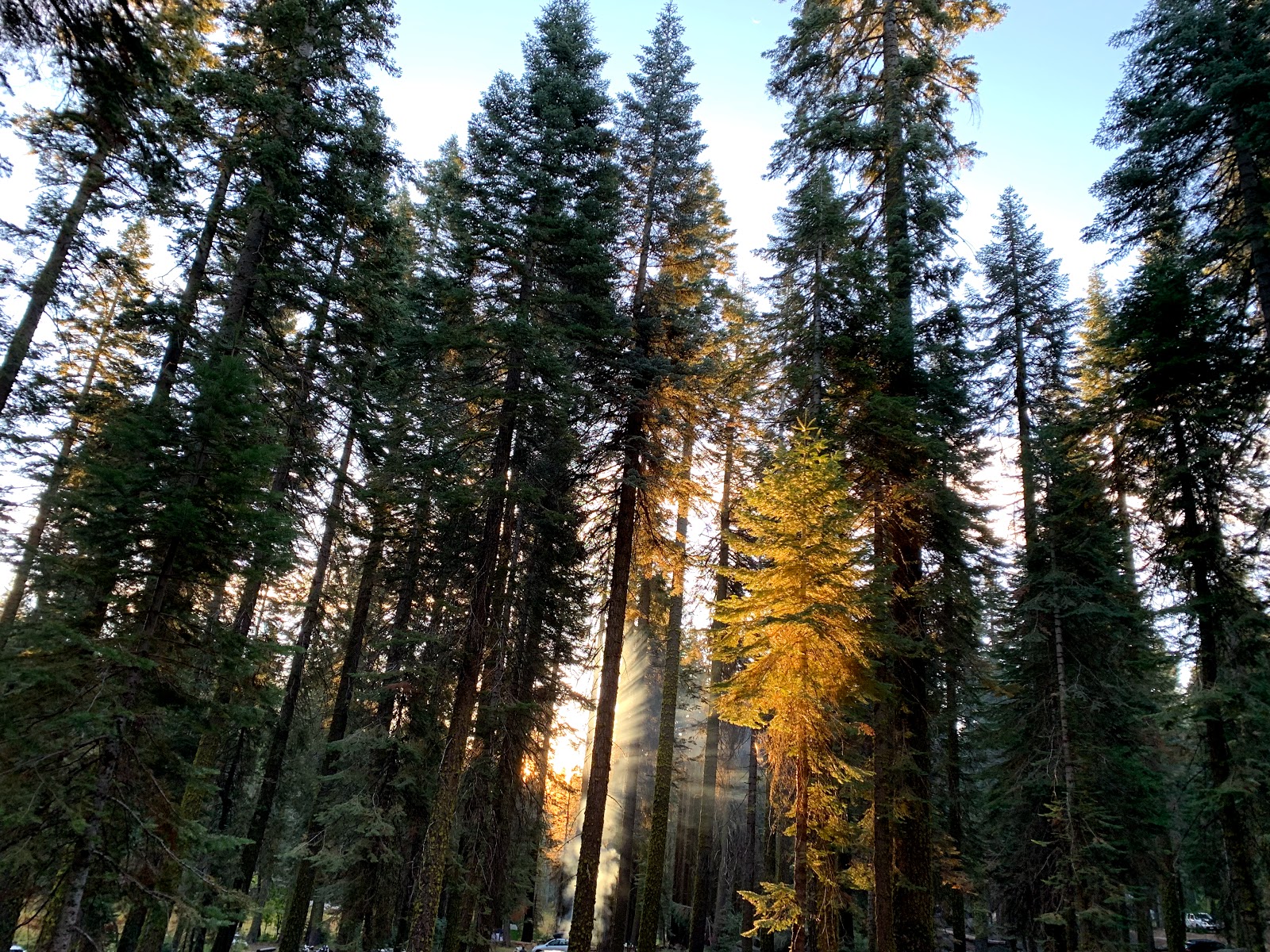 Terrain de camping Crane Flat en forêt