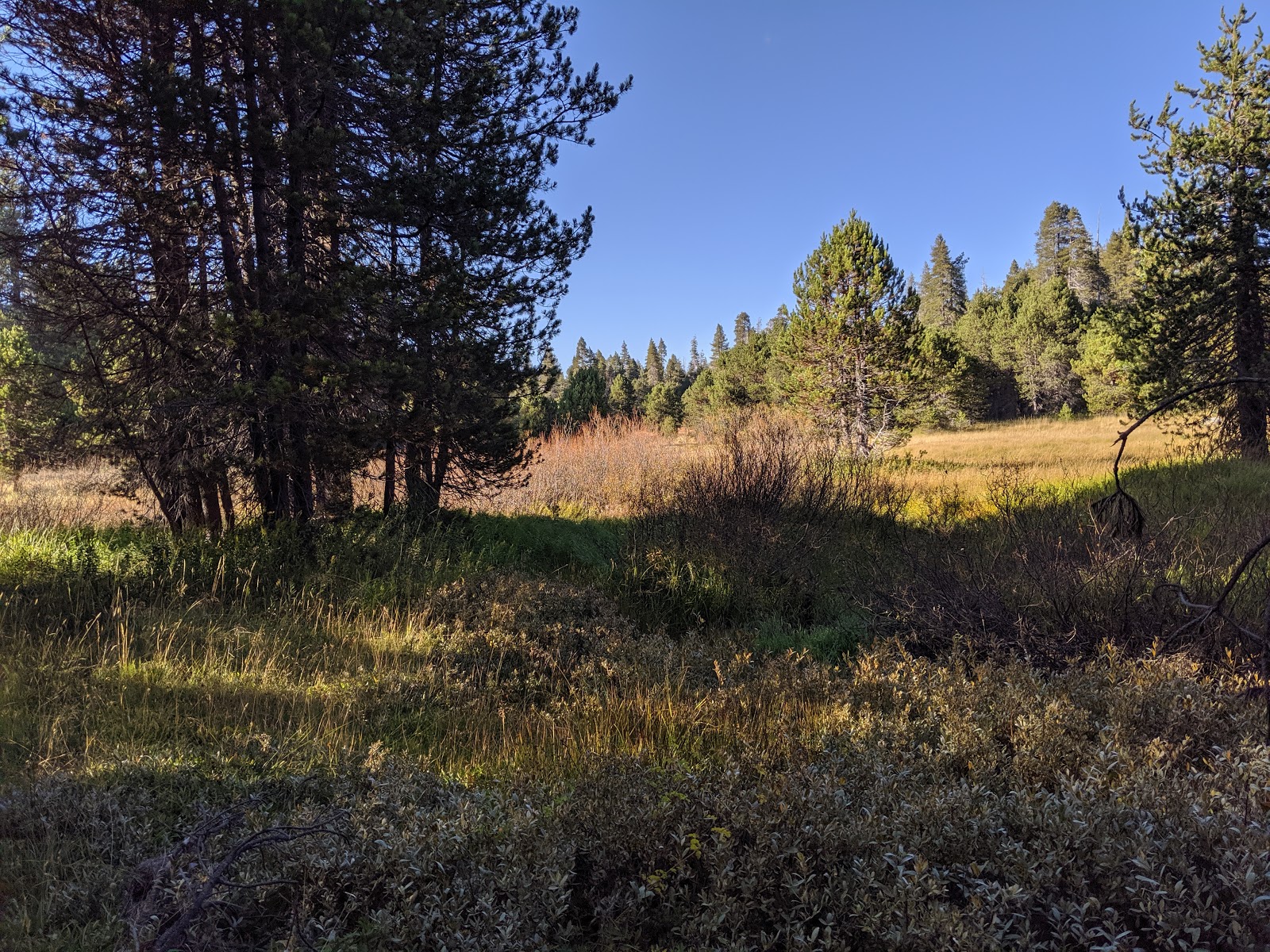Terrain de camping Bridalveil Creek en forêt